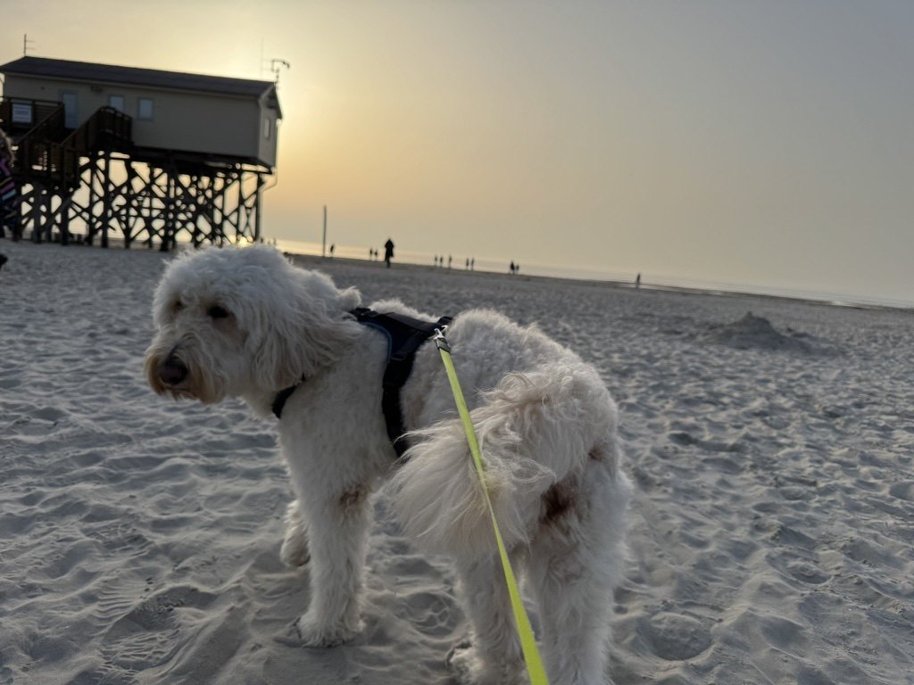 Luna am Strand, im Hintergrund ein Pfahlbau im Abendlicht