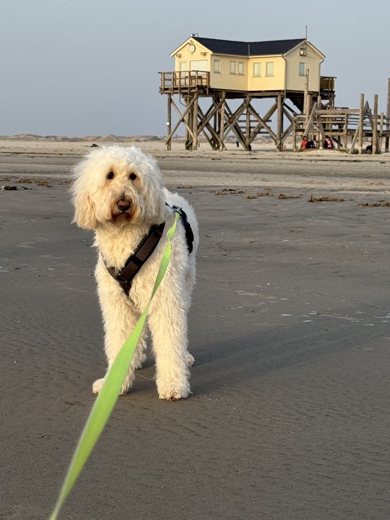 Luna am Strand vor einem Pfahlbau in St. Peter-Ording